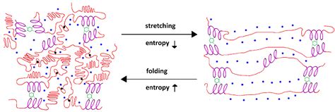 Elastin: Understanding its Remarkable Mechanical Properties for Innovative Tissue Engineering Applications!