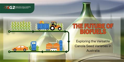  Oats: Exploring the Versatile Grain for Biofuel and Animal Feed Production