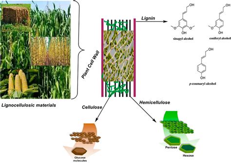  Wheat Bran: A Sustainable Feedstock for Biofuel Production and Composite Materials!